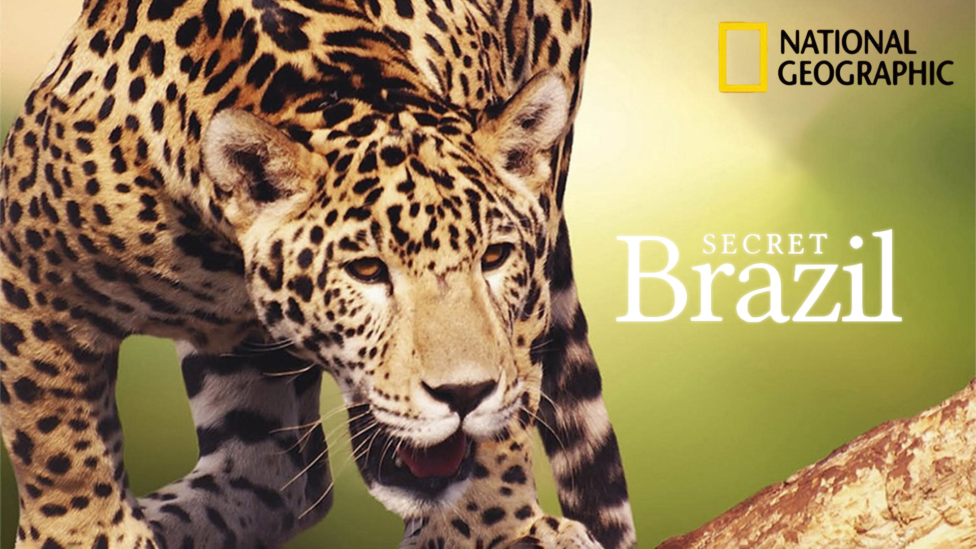 Watch Secret Brazil Streaming on Philo
