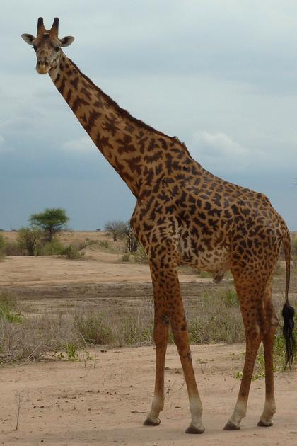 Mama Twiga: In the Garden of Eden