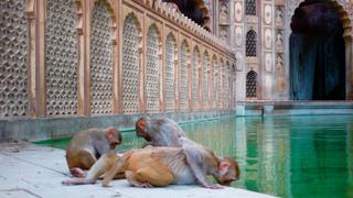 Thar Desert: Sacred Sands Thar Desert: Sacred Sands