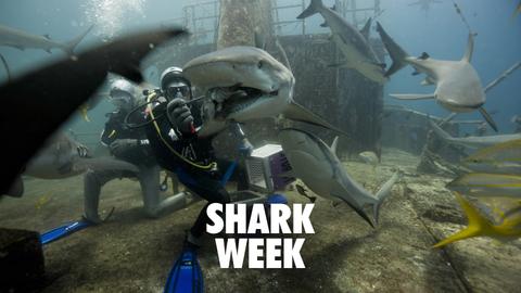 Shark Week