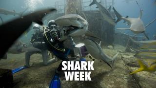Shark Week