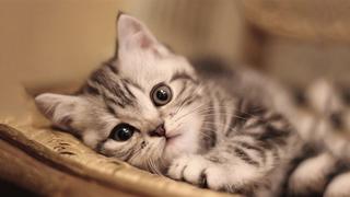 Cuddly Kittens