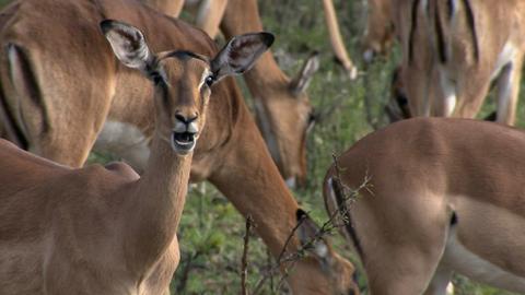 Impala