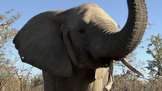 Gentle Giants Gentle Giants