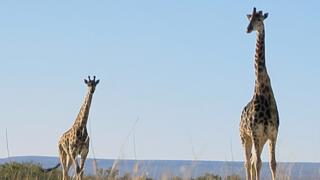 Giraffe Giraffe