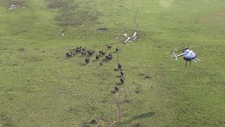 Bushbuck & Buffalo