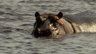 Hogs, Hippo's and Hyraxes
