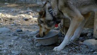 A Dog Mushers' Dream A Dog Mushers' Dream
