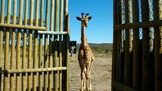 A Giraffe Moves On A Giraffe Moves On