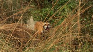 Man-eating Tiger Man-eating Tiger