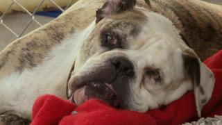 Pit Bulls and Parolees