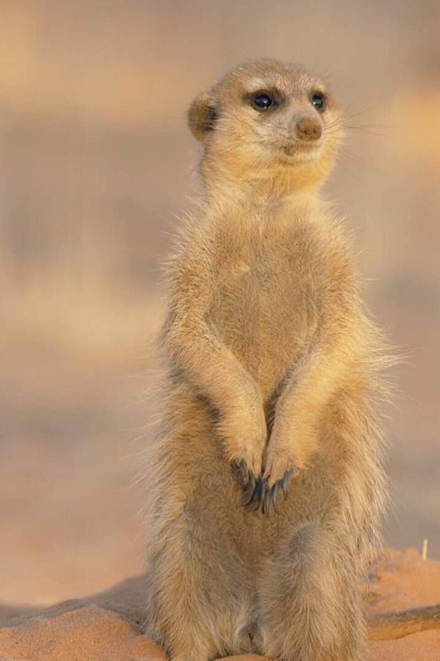 Kalahari Meerkats