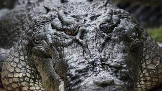 Salty: The Estuary Crocodile Salty: The Estuary Crocodile