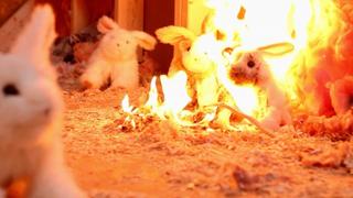 Infestation Infestation