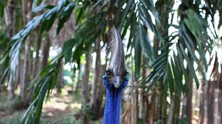 Cassowary Birds Cassowary Birds