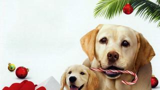 The Dog Who Saved the Holidays