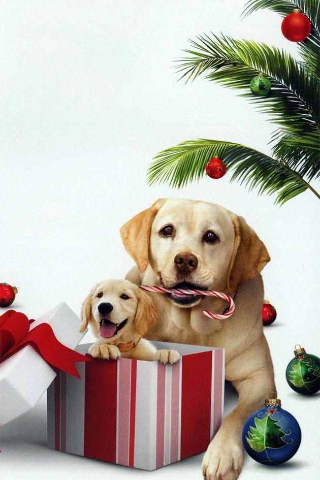 The Dog Who Saved the Holidays