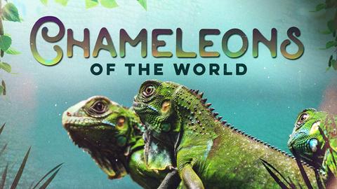 Chameleons of the World