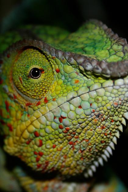 Chameleons of the World