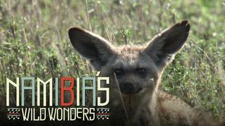 Namibia's Wild Wonders