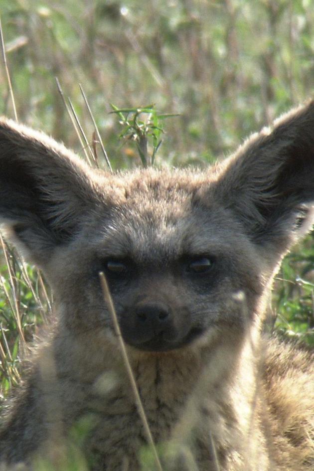 Namibia's Wild Wonders