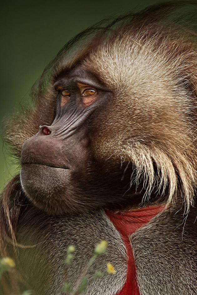 Planet Earth: Africa