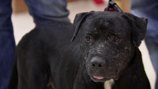 Pit Bulls and Parolees
