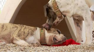 Pit Bulls and Parolees