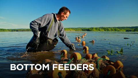 Bottom Feeders
