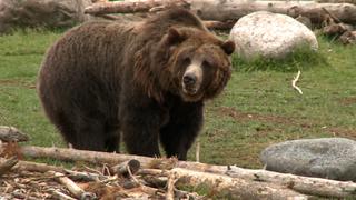 Operation Grizzly Bear Operation Grizzly Bear
