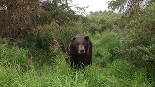 Bear Problems