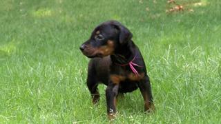 Puppy Power