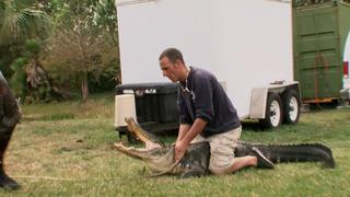 Gator Boy Knockout Gator Boy Knockout