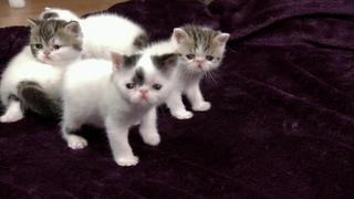 Curious Kittens Curious Kittens