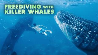  watch Freediving with Killer Whales
