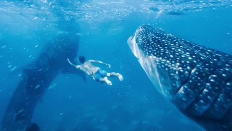 Freediving with Killer Whales