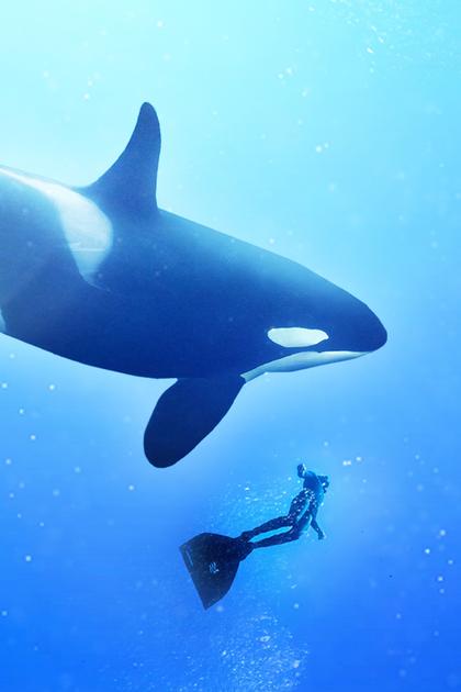 Freediving with Killer Whales