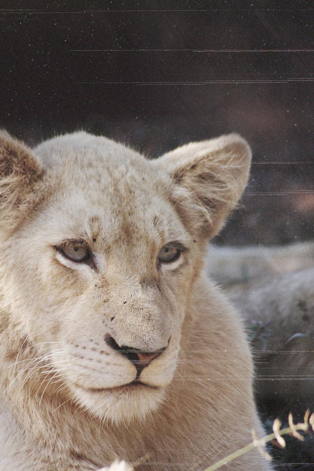 White Lions - Born Wild