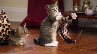 Kitten Beauties Kitten Beauties