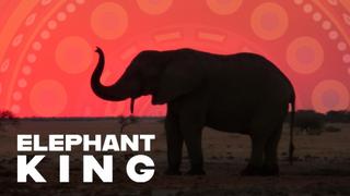 The Elephant King