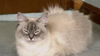 Fluffiest Kittens