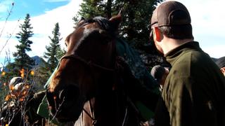 Saddle Sores Saddle Sores