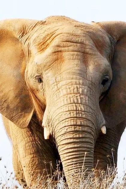 An Apology to Elephants