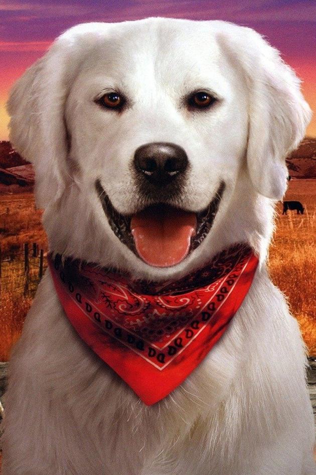 Adventures of Bailey: A Night in Cowtown