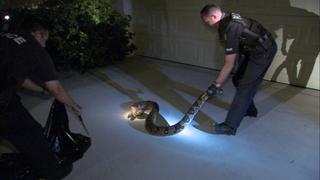 Reptile on Trial Reptile on Trial