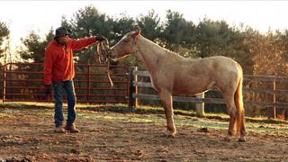 Saving the Mustang: North America's Horse on the Brink