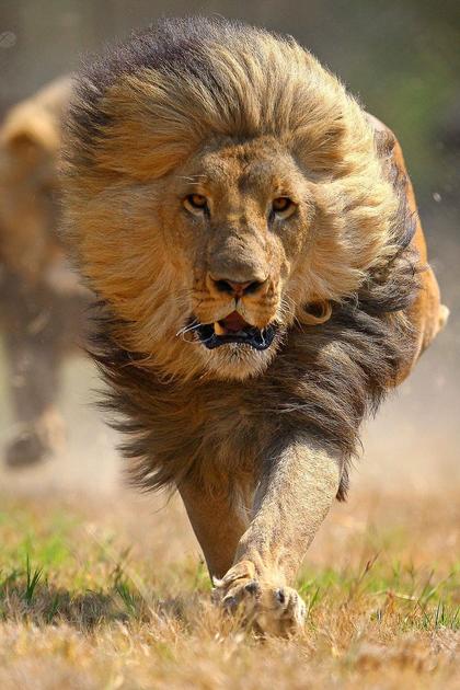 Roaring with Pride