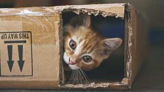 Cats: The Good, the Bad and the Fuzzy