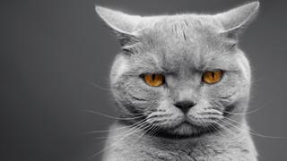 Cats: Cute-A-Polooza