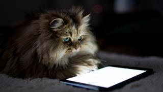 Cats: Extreme Fluff